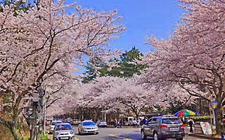 桜の祭り