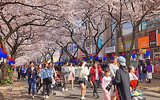 桜の祭り